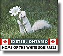 WhiteSquirrels.ca